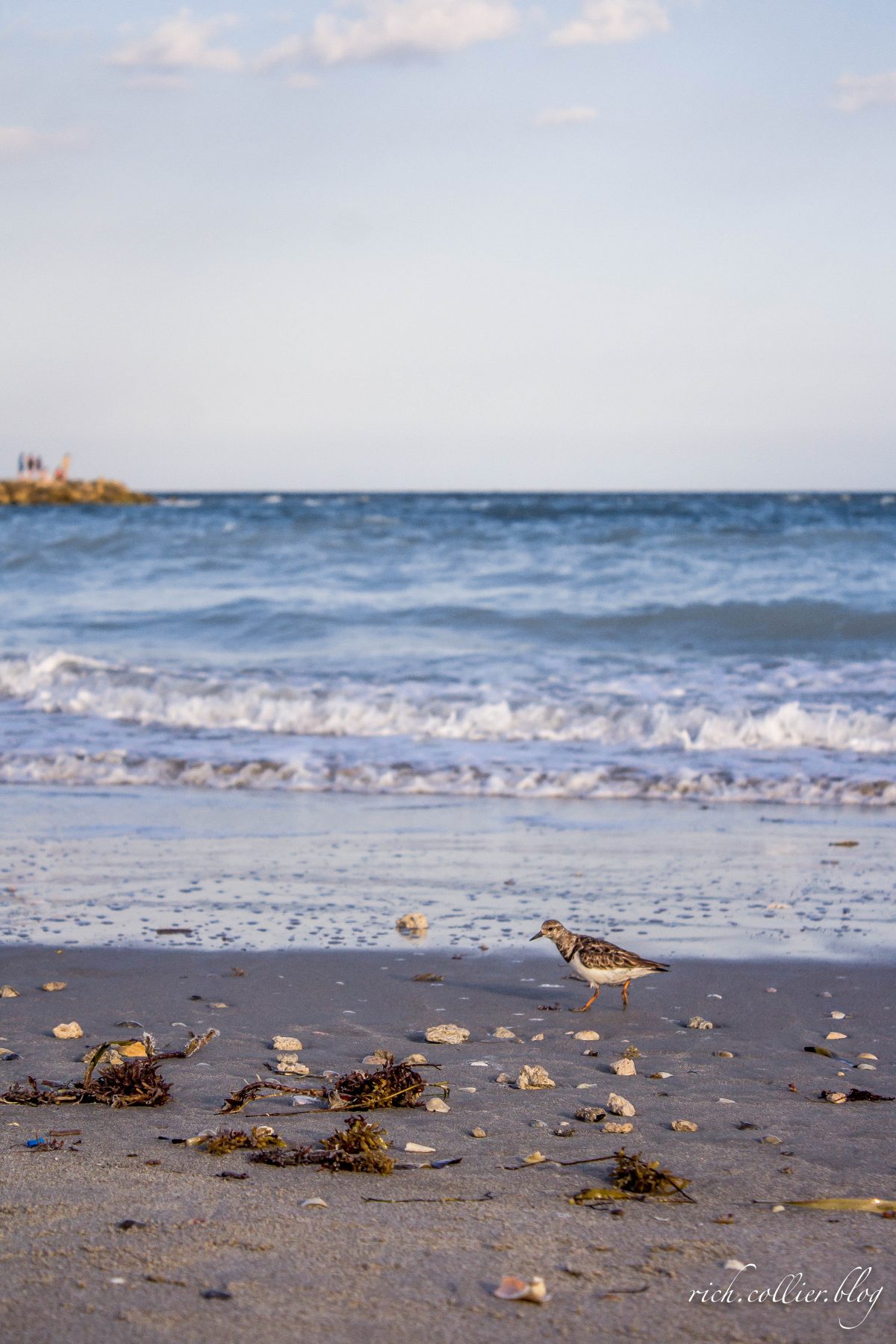Beach Sparrow